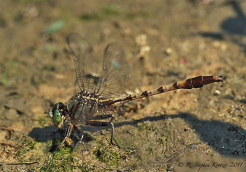 Arigomphus pallidus, male